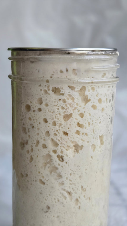 Dehydrated Kawartha Sourdough Starter